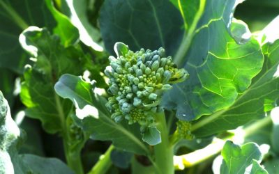 Kai Kai Farm Tour – Indiantown, Florida