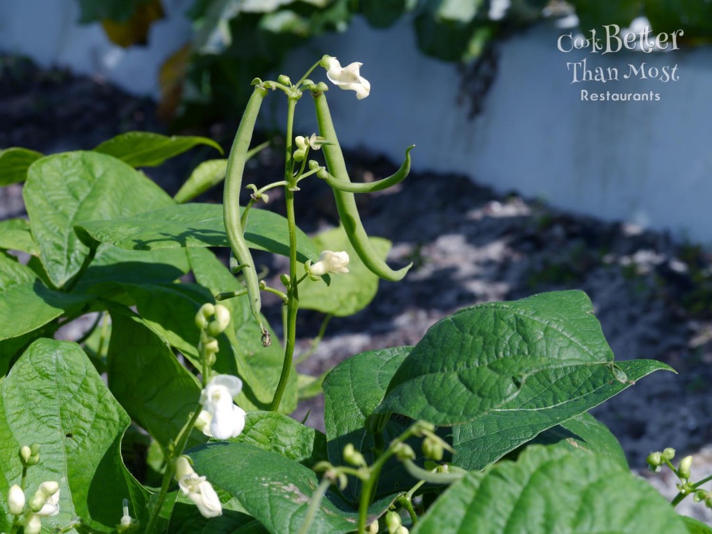 Growing beans in Florida Kai Kai Farm