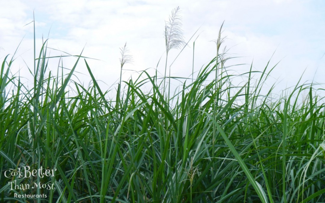 Raisin Cane: Sugarcane Farm and Refinery Tour